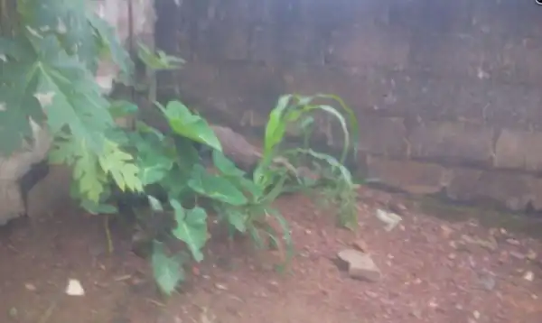 Woman Wakes Up To Find A Huge Alligator Hiding At Her Backyard Photos